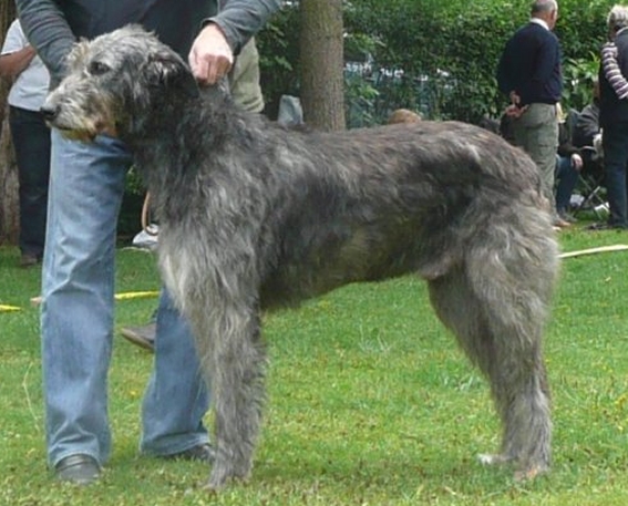 Ballyphelan_DaveyJones_201007_g