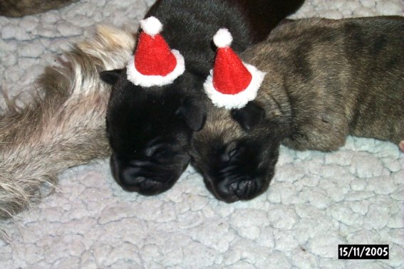 Black&Brindle_05111502