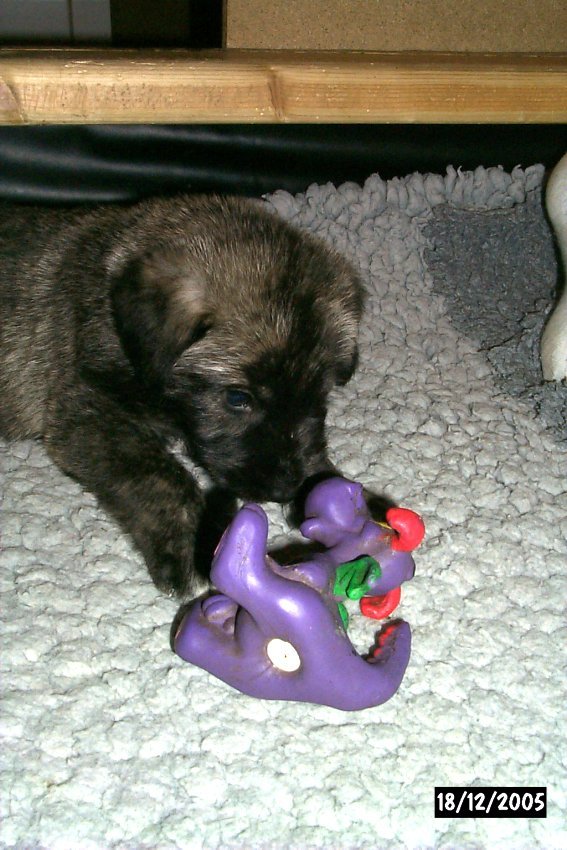 Drachentter_05121802