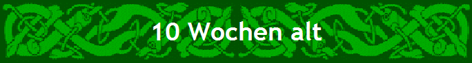 10 Wochen alt