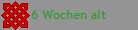 6 Wochen alt