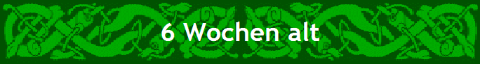 6 Wochen alt