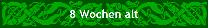 8 Wochen alt