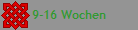 9-16 Wochen