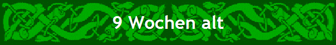 9 Wochen alt
