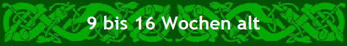 9 bis 16 Wochen alt
