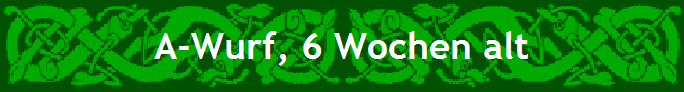 A-Wurf, 6 Wochen alt