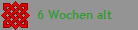    6 Wochen alt