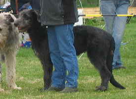 Ciaran_Danaidh_Emma_Sachsenheim_200602