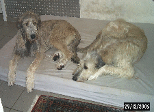 Danaidh&Alison_05122902