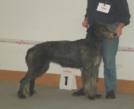 Emma_of_Ardmore_CACIB_Kassel_2006