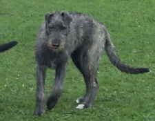 Espresso_Emma_Enya_06043002