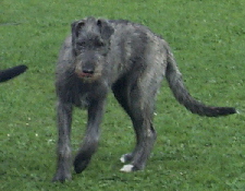 Espresso_Emma_Enya_06043002