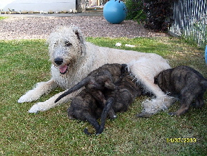 Finni&Welpen_20130714