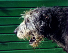 Nutstown_Richard_Kopf