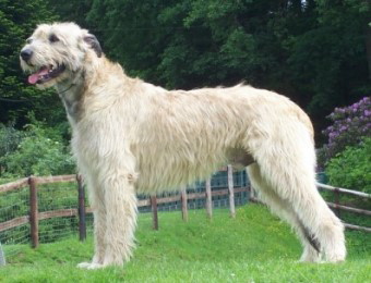 Ottofulling_William_26_06_07__1_