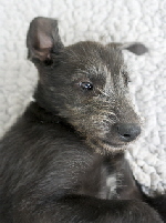 So sind die Wlfe I_2